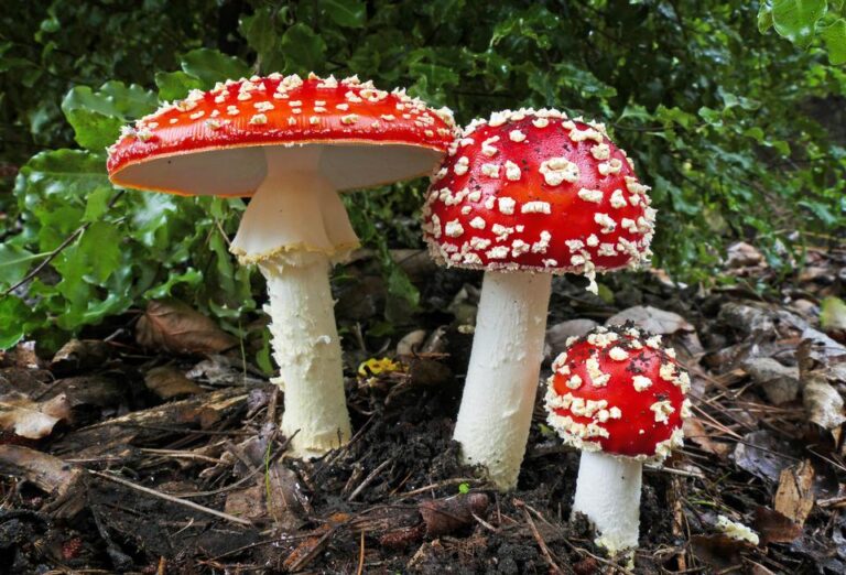 Amanita Muscaria caps | Shop Amanita | dried Amanita